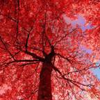 BigRedTree