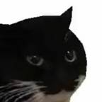 MaxwellTheCat