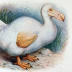 flightlessbird